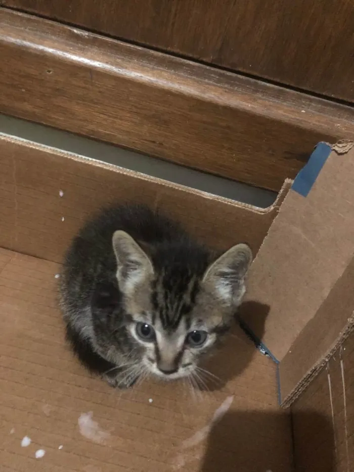 Gato ra a Gato  idade 2 a 6 meses nome Não tenho 