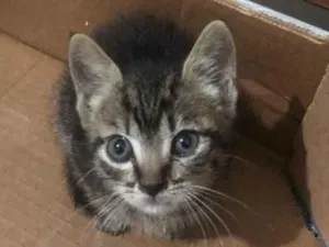 Gato raça Gato  idade 2 a 6 meses nome Não tenho 