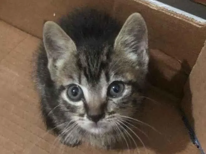 Gato ra a Gato  idade 2 a 6 meses nome Não tenho 