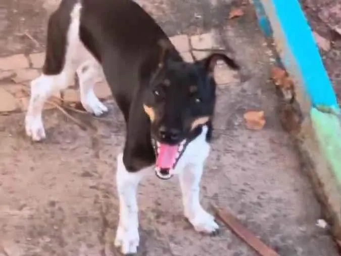 Cachorro ra a Vira lata  idade 7 a 11 meses nome Amora