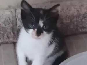 Gato raça Sem raça definida idade Abaixo de 2 meses nome Gatinhos