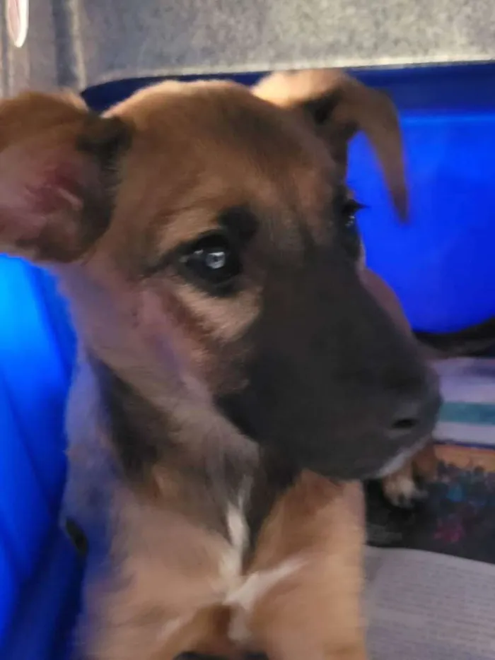 Cachorro raça Srd idade 2 a 6 meses nome Sasha