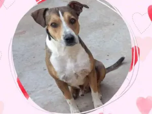 Cachorro raça SRD idade 3 anos nome Fred
