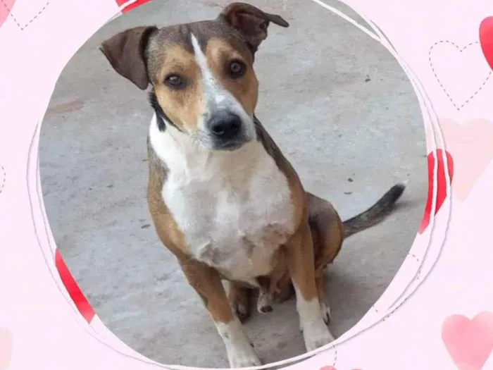 Cachorro raça SRD idade 3 anos nome Fred