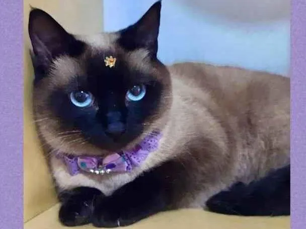 Gato raça SRD  idade 2 anos nome Felícia