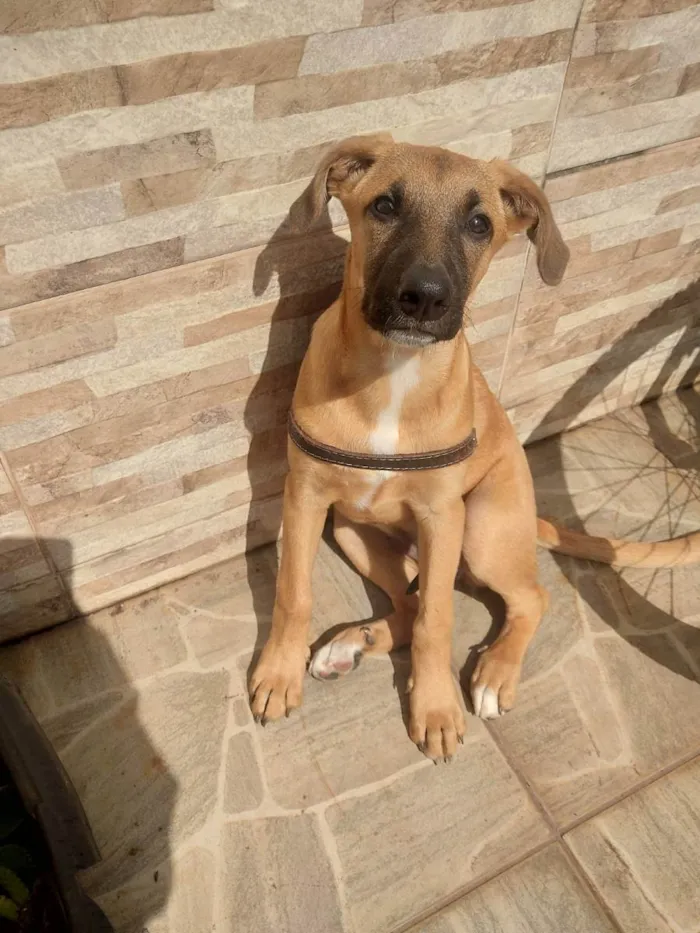 Cachorro ra a Rnd idade 2 a 6 meses nome Catarina 