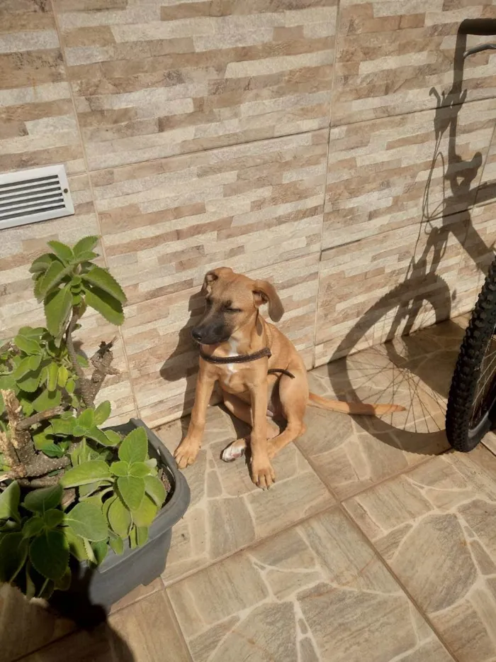 Cachorro ra a Rnd idade 2 a 6 meses nome Catarina 