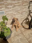 Catarina