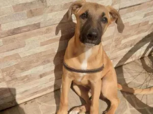 Cachorro raça Rnd idade 2 a 6 meses nome Catarina 