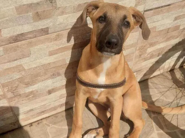 Cachorro ra a Rnd idade 2 a 6 meses nome Catarina 