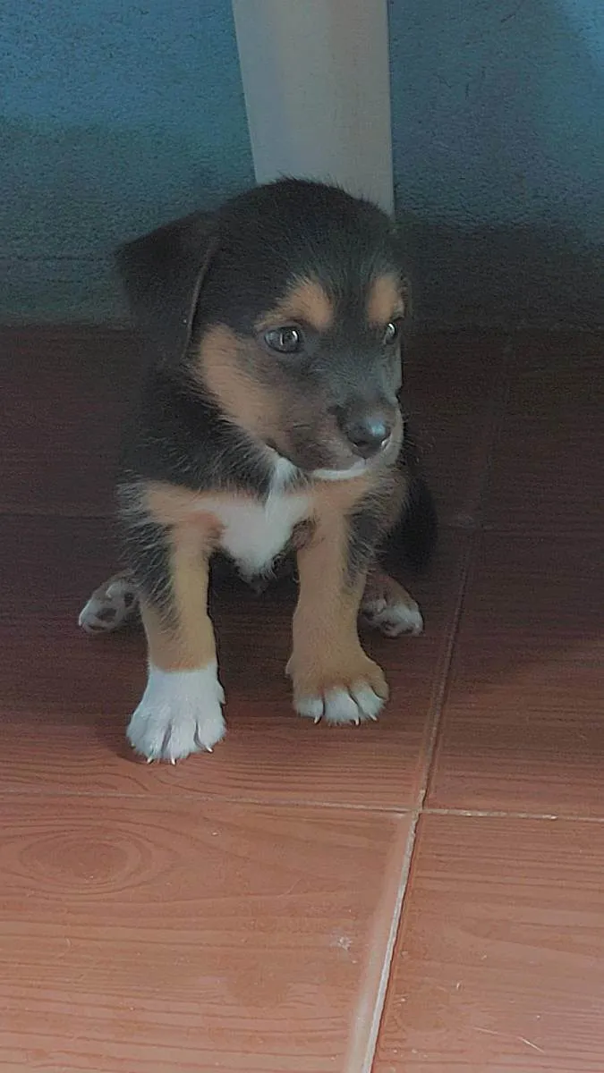 Cachorro raça Não definida  idade Abaixo de 2 meses nome Zeus