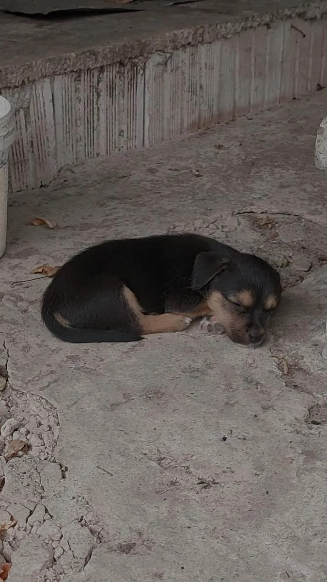 Cachorro raça Não definida  idade Abaixo de 2 meses nome Zeus