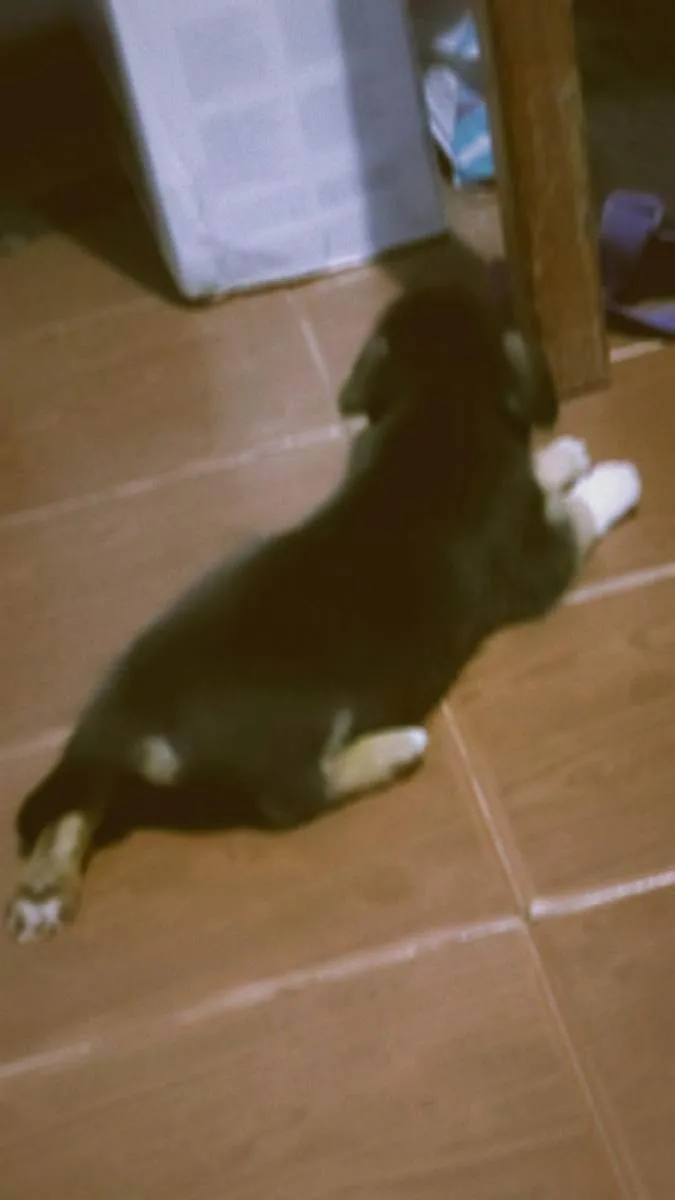 Cachorro raça Não definida  idade Abaixo de 2 meses nome Zeus