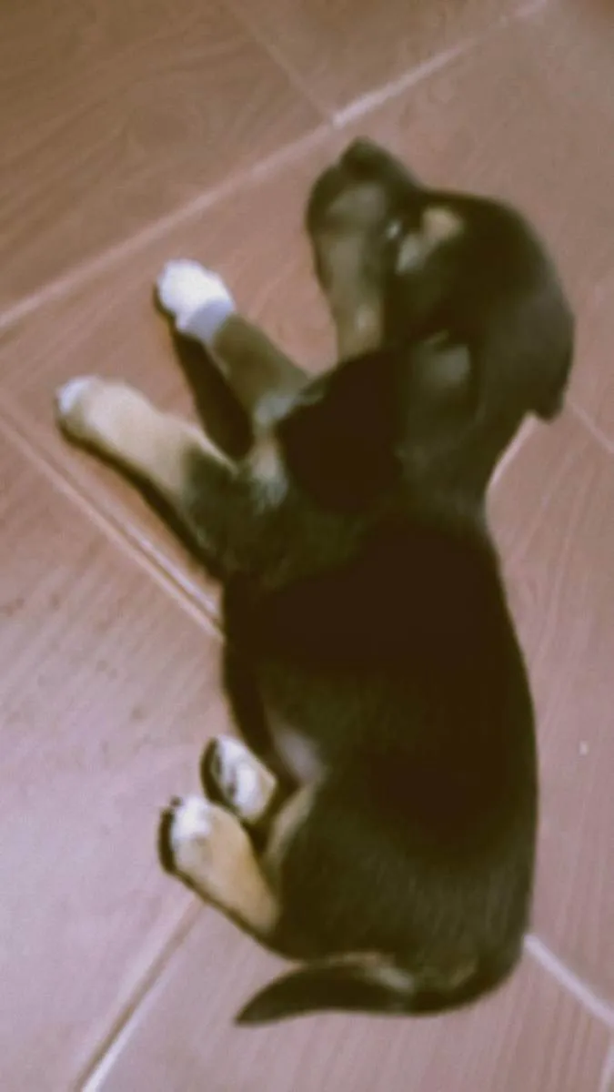 Cachorro raça Não definida  idade Abaixo de 2 meses nome Zeus