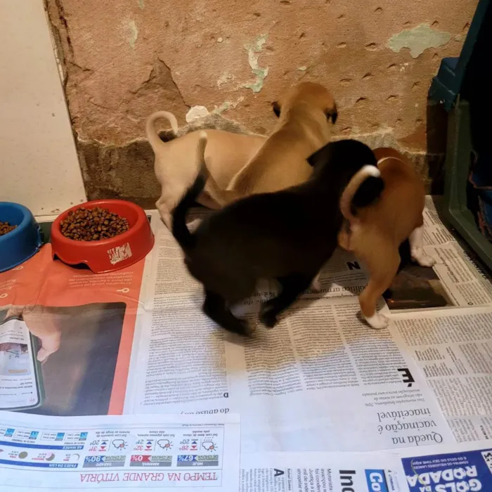 Cachorro ra a SRD idade Abaixo de 2 meses nome Filhotes