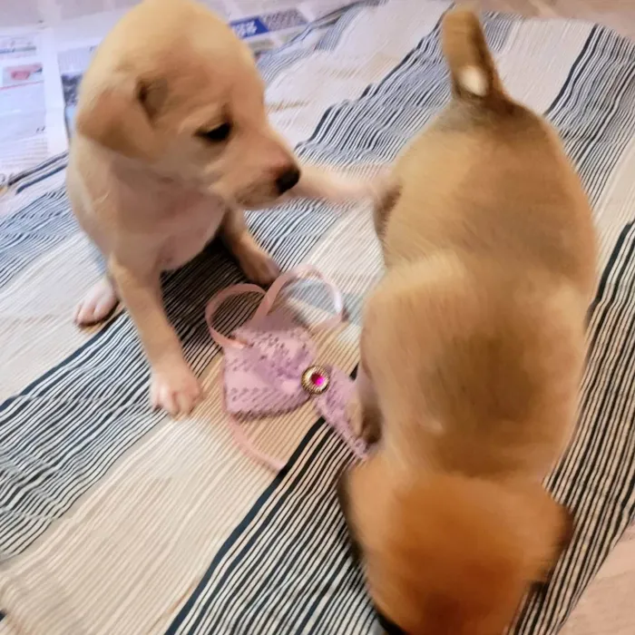 Cachorro ra a SRD idade Abaixo de 2 meses nome Filhotes