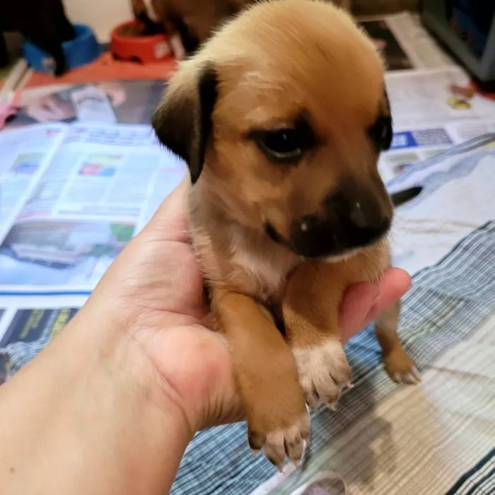 Cachorro ra a SRD idade Abaixo de 2 meses nome Filhotes