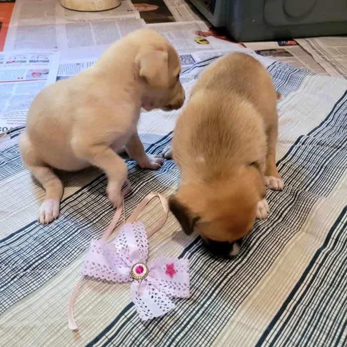 Cachorro ra a SRD idade Abaixo de 2 meses nome Filhotes