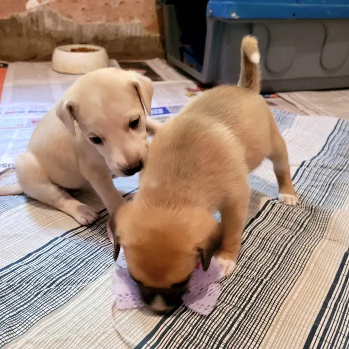 Cachorro ra a SRD idade Abaixo de 2 meses nome Filhotes