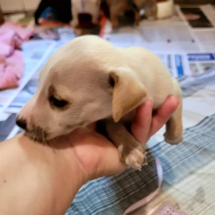 Cachorro ra a SRD idade Abaixo de 2 meses nome Filhotes