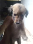 Pretinho 