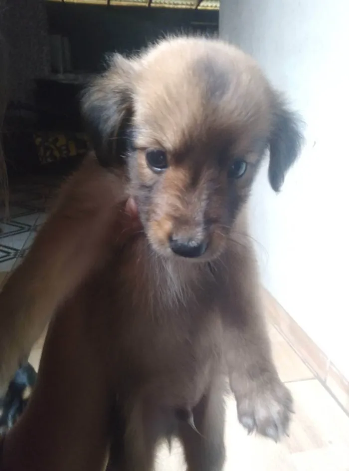 Cachorro ra a Vira lata idade 2 a 6 meses nome Pretinho 