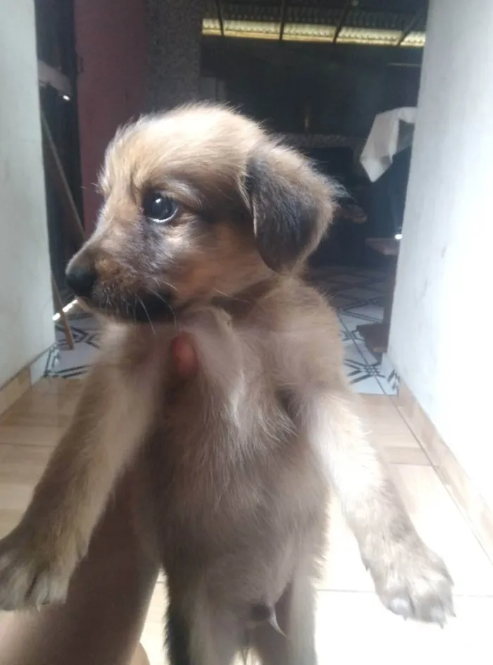 Cachorro ra a Vira lata idade 2 a 6 meses nome Pretinho 