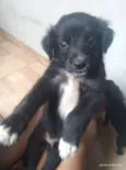 Pretinho 