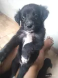 Pretinho 