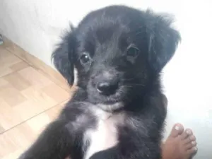Cachorro raça Vira lata idade 2 a 6 meses nome Pretinho 