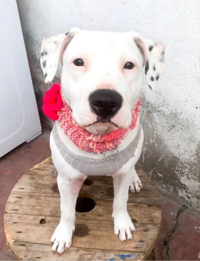 Cachorro raça Pitbull idade 7 a 11 meses nome Pit 