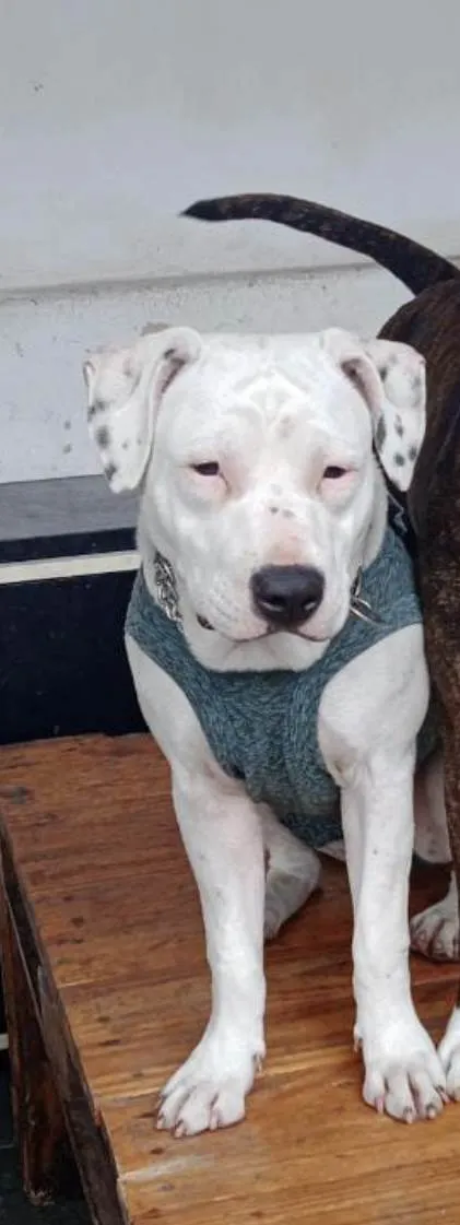 Cachorro raça Pitbull idade 7 a 11 meses nome Pit 