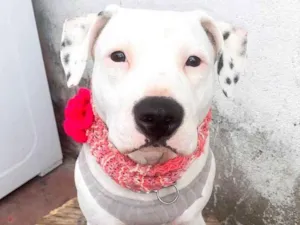 Cachorro raça Pitbull idade 7 a 11 meses nome Pit 