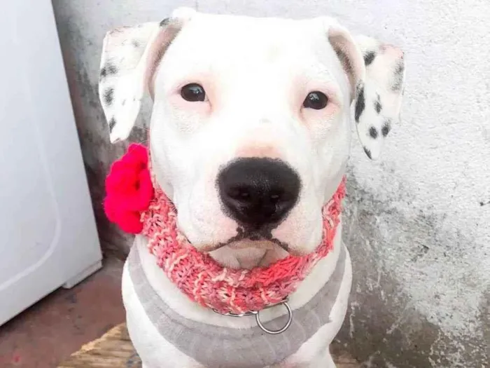 Cachorro raça Pitbull idade 7 a 11 meses nome Pit 