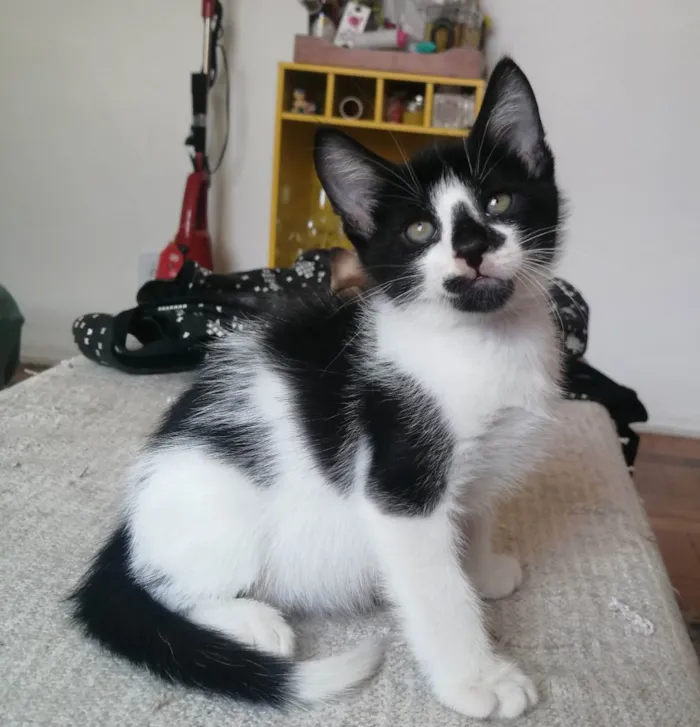 Gato ra a SRD idade Abaixo de 2 meses nome .