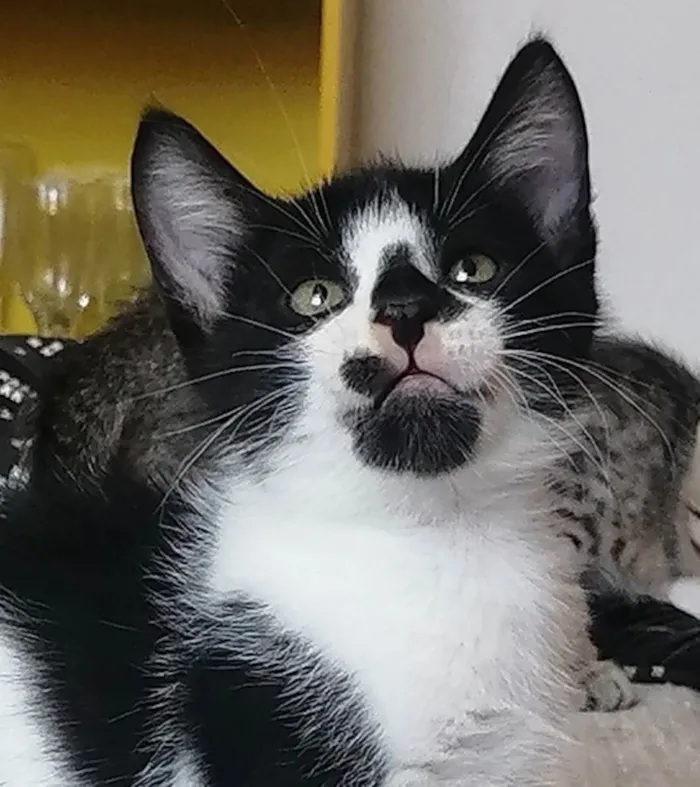 Gato ra a SRD idade Abaixo de 2 meses nome .