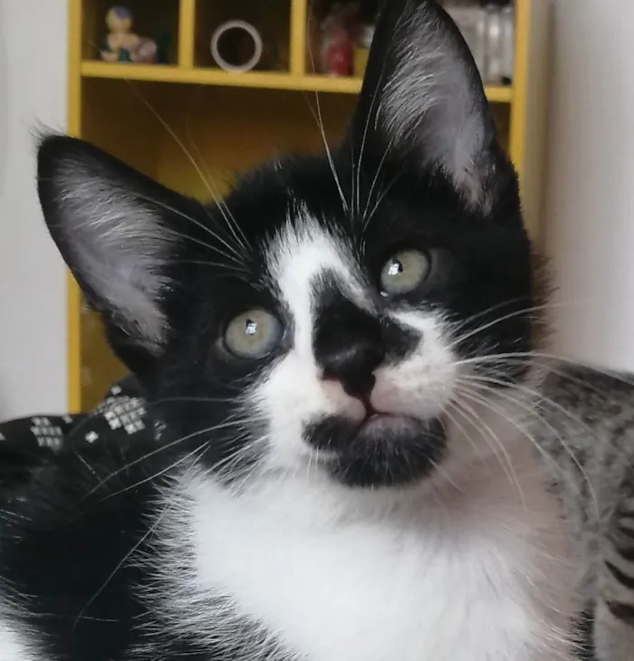 Gato ra a SRD idade Abaixo de 2 meses nome .