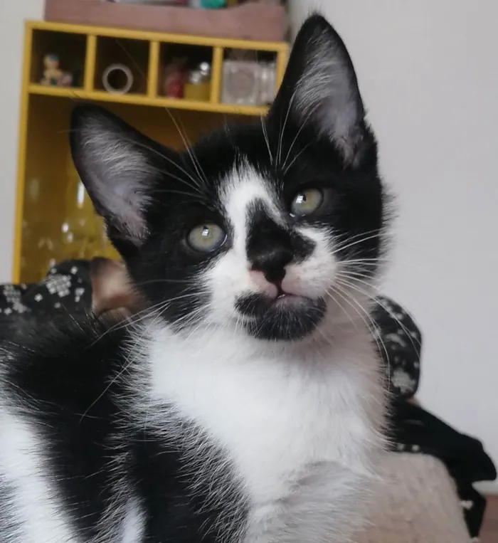 Gato ra a SRD idade Abaixo de 2 meses nome .