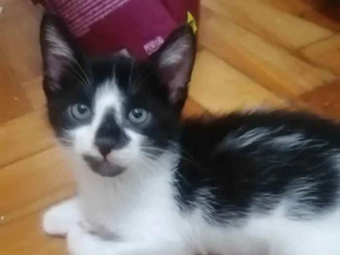 Gato ra a SRD idade Abaixo de 2 meses nome .