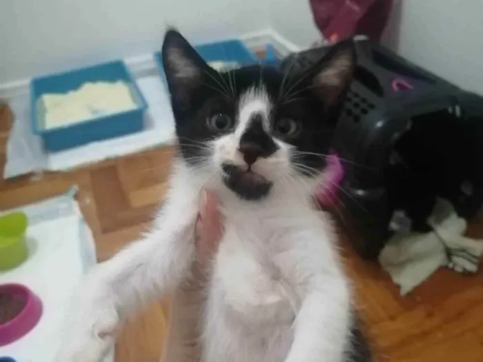 Gato ra a SRD idade Abaixo de 2 meses nome .