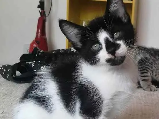Gato ra a SRD idade Abaixo de 2 meses nome .