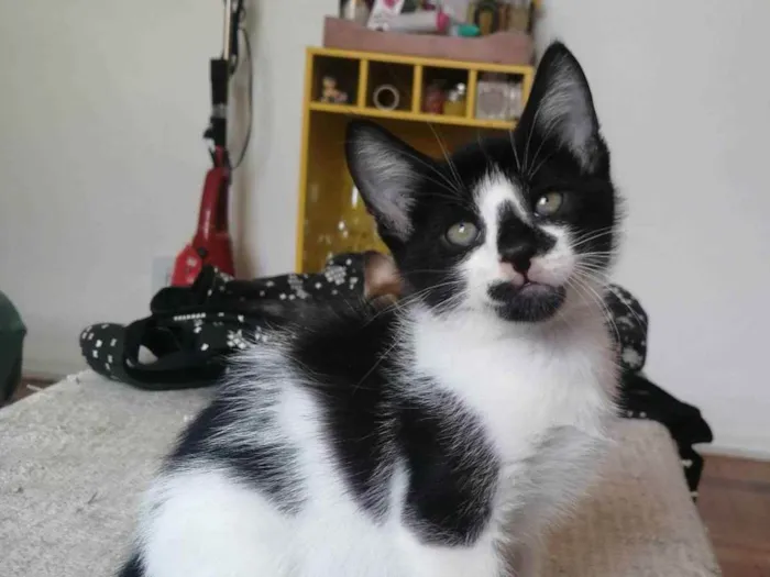 Gato ra a SRD idade Abaixo de 2 meses nome .