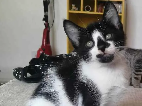 Gato ra a SRD idade Abaixo de 2 meses nome .