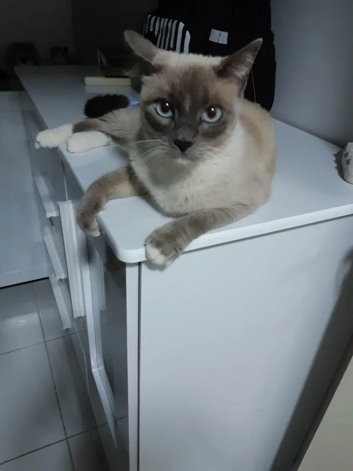 Gato ra a SRD idade 4 anos nome Marie