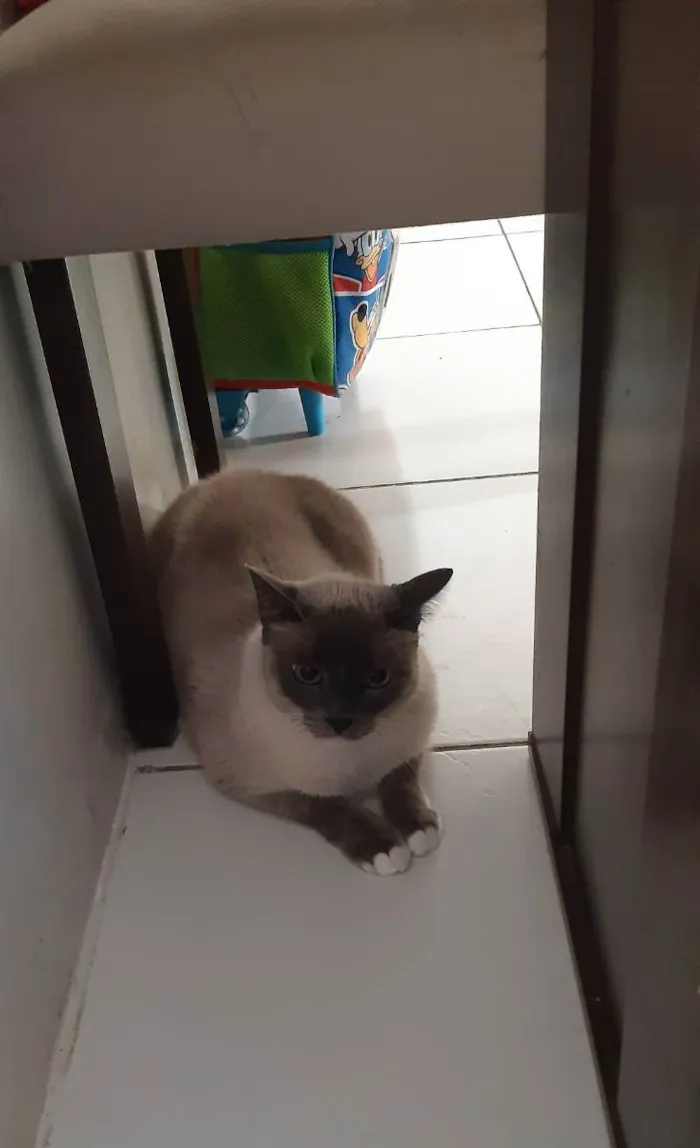 Gato ra a SRD idade 4 anos nome Marie