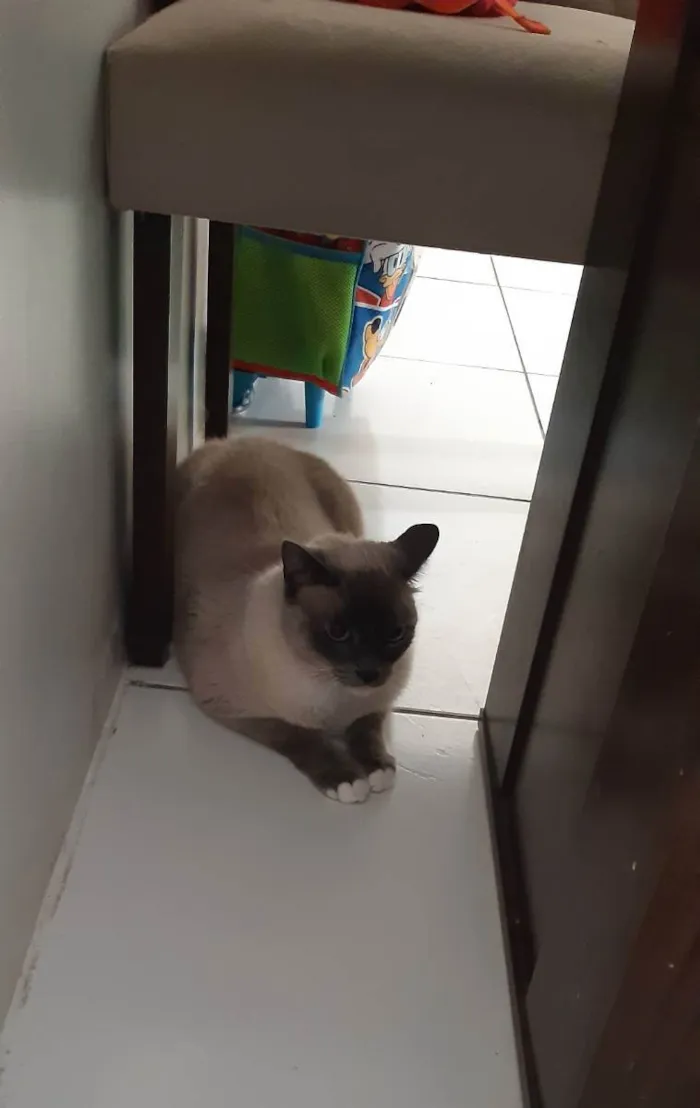 Gato ra a SRD idade 4 anos nome Marie