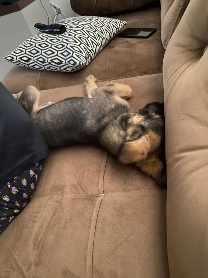 Cachorro ra a Vira lata idade 2 a 6 meses nome Jack daniels