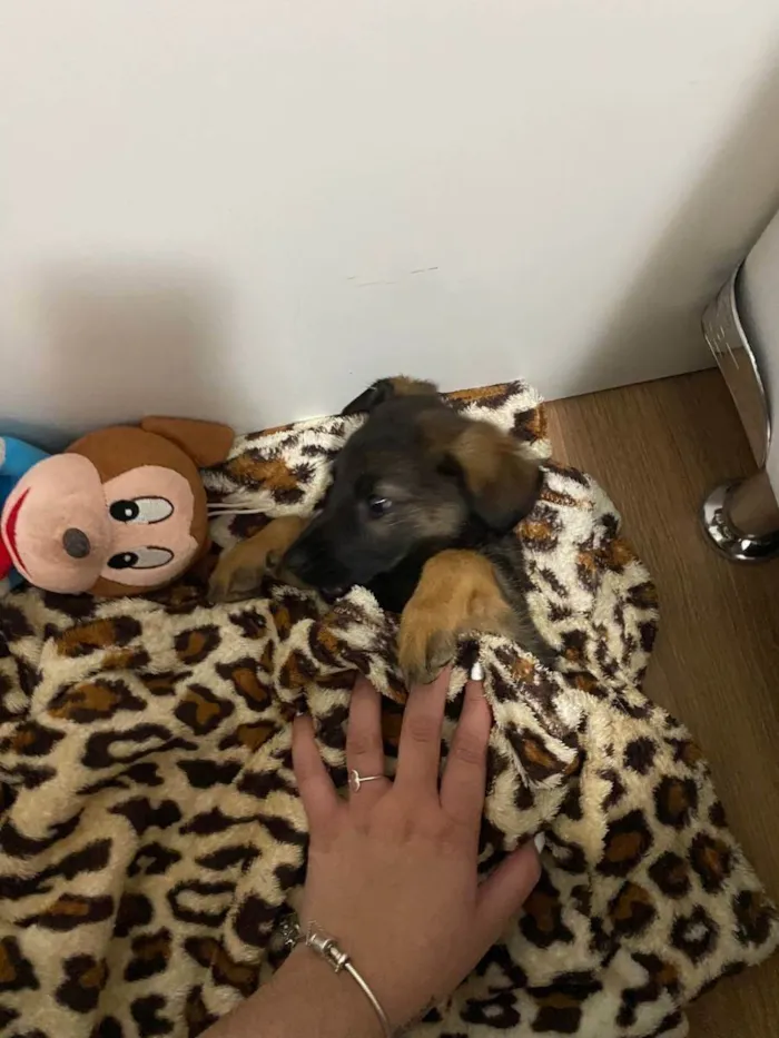 Cachorro ra a Vira lata idade 2 a 6 meses nome Jack daniels
