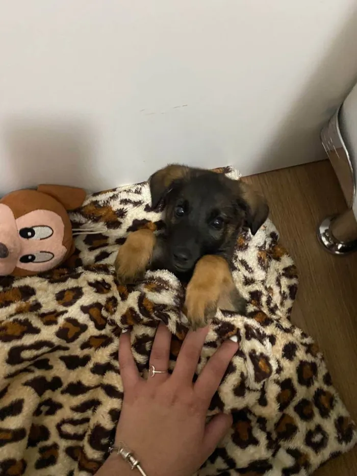 Cachorro ra a Vira lata idade 2 a 6 meses nome Jack daniels