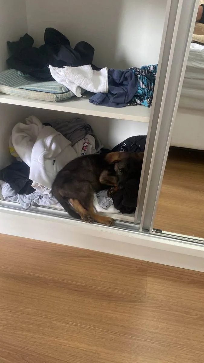 Cachorro ra a Vira lata idade 2 a 6 meses nome Jack daniels